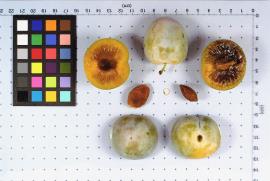 Click for 1 image(s) for this accession. FRUIT